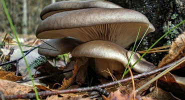 Hlíva ústřičná – podrobný popis hub