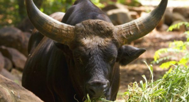 Druhy divokých býků