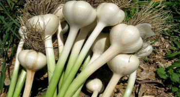 Druhy a názvy nejlepších odrůd česneku s popisem