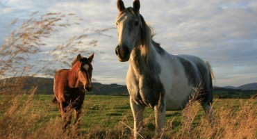 Typy a znaky divokých koní