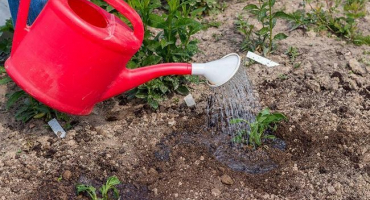 Top 9 rostlinných postřikových lepidel a lidových prostředků