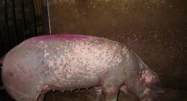 Typy a příznaky kožních onemocnění prasat, léčba a prevence