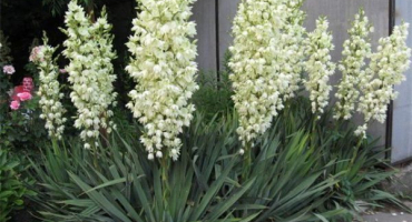 Druhy a odrůdy zahradní yucca, výsadba a péče na otevřeném poli, jak zakrýt zimu