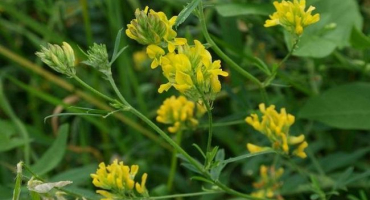 Druhy a odrůdy vojtěšky, její klady a zápory jako siderat a kdy je lepší zasít