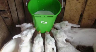 Typy a požadavky na napáječky pro kozy, návod pro kutily