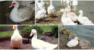 Popis a charakteristika pekingských kachen, váha po měsíci a jak to vypadá