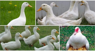 Druhy a hmotnost indo-psů, popis a znaky bílého francouzského plemene