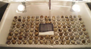 Typy inkubátorů pro křepelčí vejce a jak to udělat sami