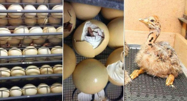 Typy inkubátorů pro pštrosy a tabulky režimů a indikátorů