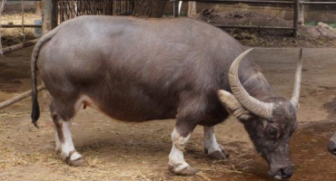 Druhy trpasličích buvolů