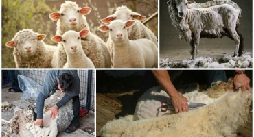 Jaké druhy produktů se z chovu ovcí získávají a co je nejcennější