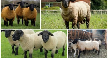 Druhy klasifikace plemen ovcí, podle kterých se kritéria dělí a popis