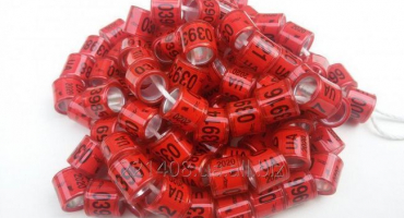 Typy kroužků pro holuby a proč jsou potřebné, jak správně označit ptáky