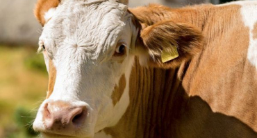 Druhy bezrohých krav