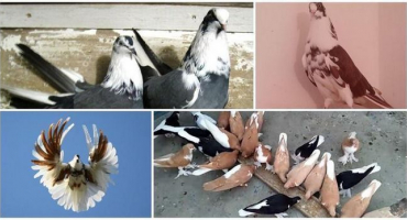 Druhy léčiv pro holuby a názvy veterinárních léčiv, prevence nemocí