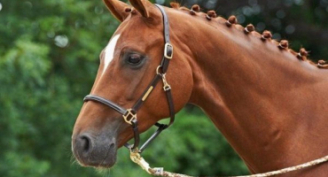 Typy ohlávek pro koně a vlastní výroba