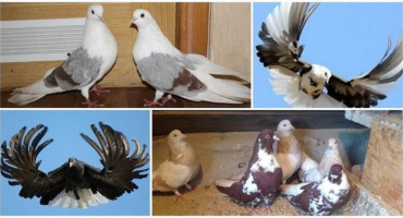 Druhy nikolaevských holubů a charakteristika plemene, péče a chov