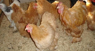 Typy podestýlky na podlahu pro kurník a jak to udělat sami na zimu