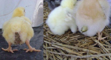 Typy průjmu u kuřat a příznaky průjmu, jak léčit doma