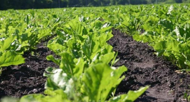 Druhy přípravků a použití herbicidů pro zpracování řepy