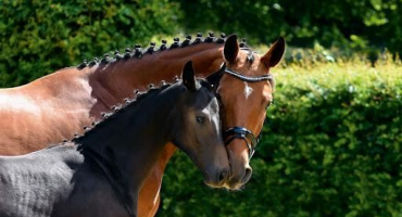 Druhy přejezdů koní a základní pravidla pro provádění