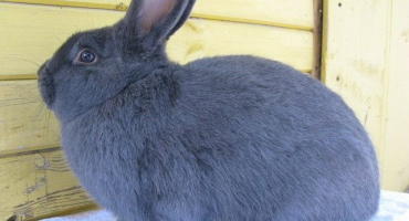 Druhy křížení králíků