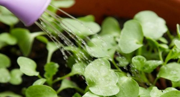 Druhy růstových stimulantů pro rostliny, nejlepší léky a jejich použití