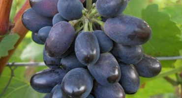 Hrozny codryanka: výsadba a péče o odrůdu