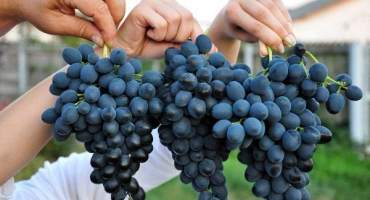 Moldavské hrozny: popis odrůdy s charakteristikami, fotografiemi a recenzemi