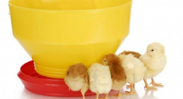 Vitamíny pro kuřata
