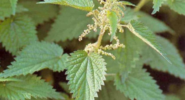 Vitamíny pro nosnice v zimě