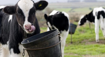 Vitamíny pro růst a vývoj telat