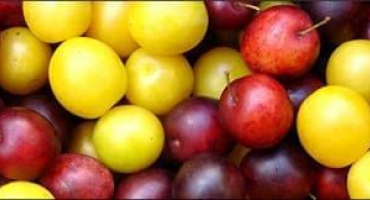 Lahodné recepty na třešňový švestkový kompot se semínky i bez nich na zimu, se sterilací i bez