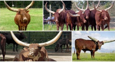 Vzhled a vlastnosti divokých býků a krav plemene watussi, chov