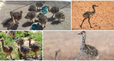 Vzhled a strava pštrosích kuřat, podmínky pro chov mláďat a péče