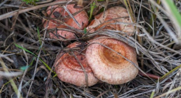 Volnushka - kde najít tuto cennou houbu