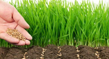 Zeleným hnojením obnovíme úrodnost země. To je důležité!