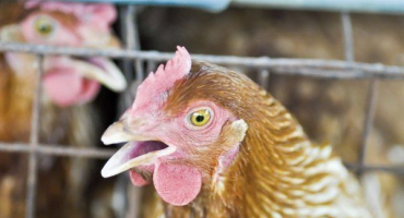 Možné příčiny a léčba sípání, kýchání a kašle u kuřat