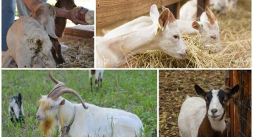 Možné příčiny průjmu u koz, způsoby léčby a způsoby prevence