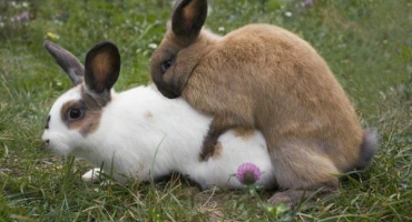 Věk králíků pro páření a domácí pravidla pro začátečníky