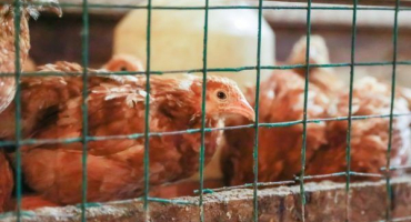 Stavba klece pro kuřata