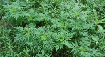 Škodlivé a prospěšné vlastnosti ambrózie, použití rostliny a kontraindikace