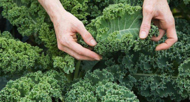 Vše o kapustě: od výsadby po sklizeň