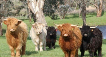 Vše o zakrslých kravách: původ, přehled plemene, výhody a nevýhody