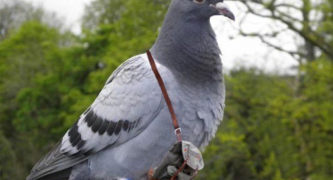 Vše o poštovních holubech: odrůdy, zásady letu, chov a šlechtění