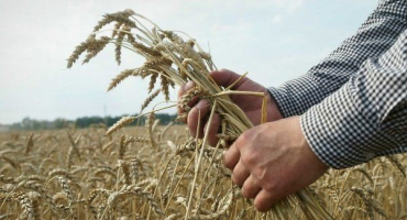 Vše o ozimé pšenici: její vlastnosti, setí, pěstování a sběr