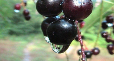 Vše o hybridu cerapadus: jaký druh bobule a jak zasadit?