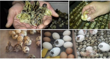 Popis a charakteristika křepelek plemene perlové víly, jejich chov