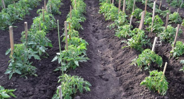 Celá pravda o zimní výsadbě rajčat