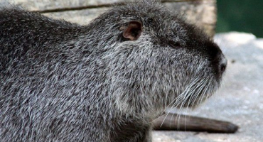 Vše o domácí nutrii - vzhled, charakter, vlastnosti obsahu